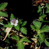 Geranium nepalense Sweet